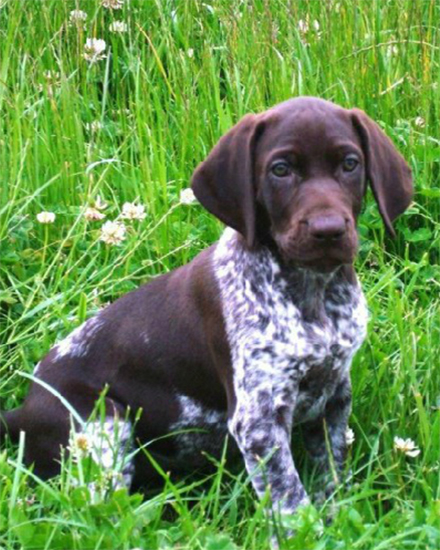 german shorthaired pointer rescue