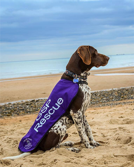 german shorthaired pointer rescue