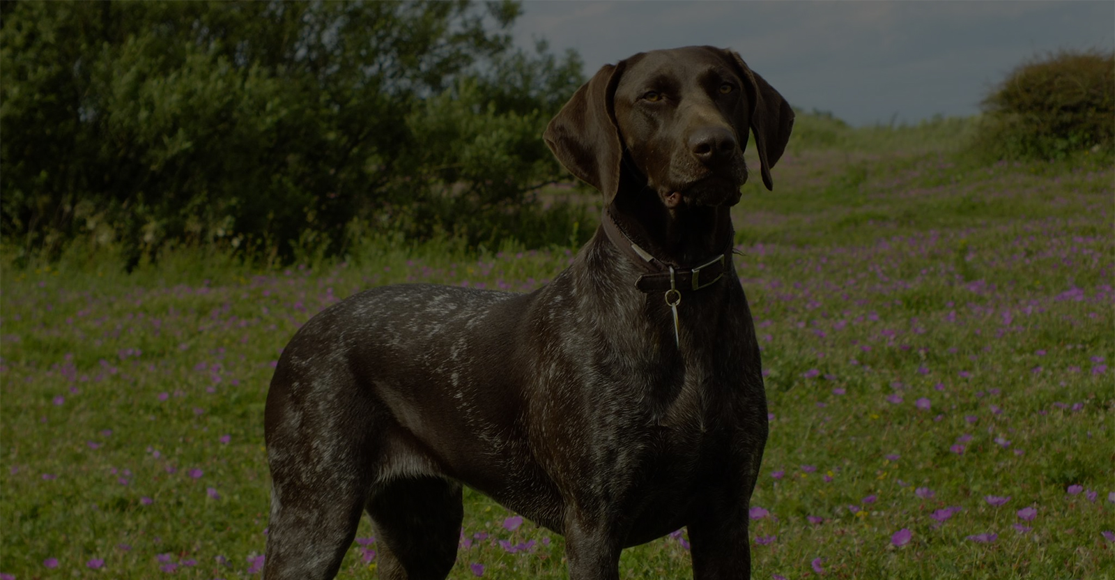 german shorthaired pointer rescue